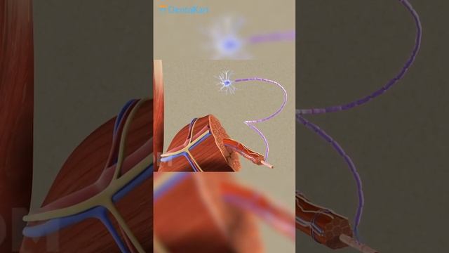 Botox In Dentistry #dental #dentalaesthetic #trending #ytshorts #botox