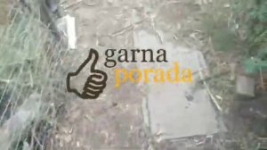 Как избавиться от хищника - лисы, ястреба, ворона, коршуна, как прогнать и как защитить кур, уток