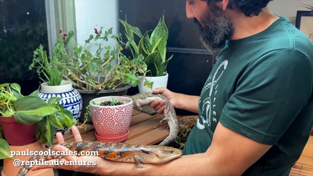 "Seth & Petunia" Blue Tongue Skinks | Rare & Beautiful - Episode 27 смотреть онлайн
