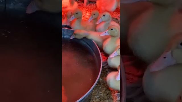 Утка Чери Велли Бройлерная смотреть онлайн