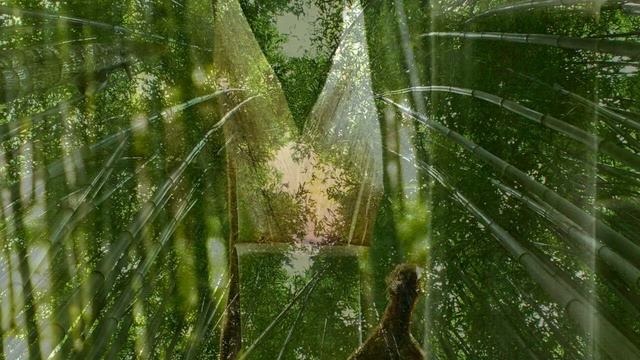 Красивый бамбуковый лес показ слайдов 2015! смотреть онлайн
