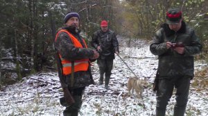 #2. Загонная ОХОТА. 4 ноября 2016г.