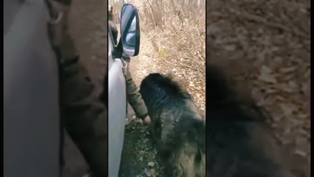 Гигант из леса. Кабан секач! смотреть онлайн