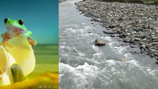 ЛЯГУШКИ СИМПАТЯГИ смотреть онлайн