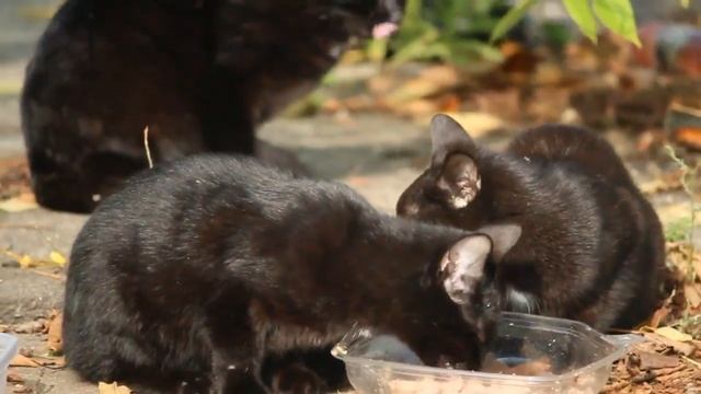 Union Steel Cat Colony смотреть онлайн