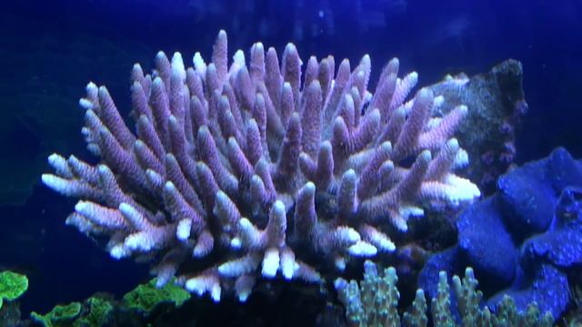 Acropora millepora смотреть онлайн