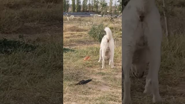 Собака жадина. смотреть онлайн
