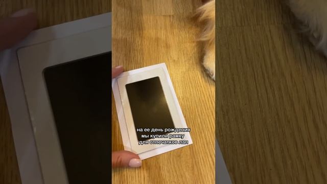 Купите это для своего питомца! смотреть онлайн