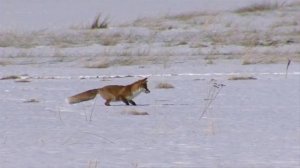 Детям про лису