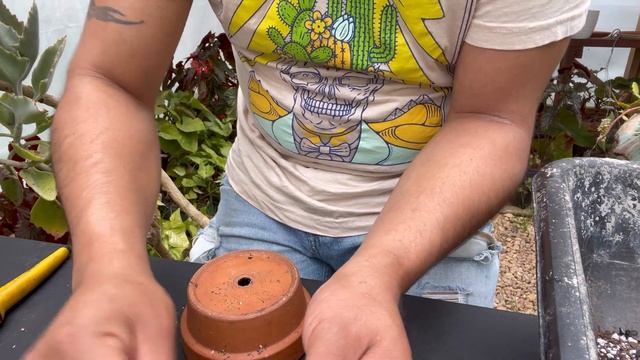 Reproducción de la cadena de corazones variegada ( ceropegia woodii variegata ) … смотреть онлайн