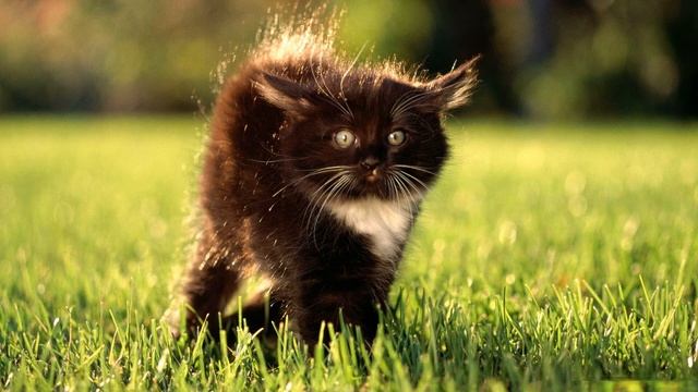 Звуки котят (Котенок шипит и идет в бой) | (30 Секунд)