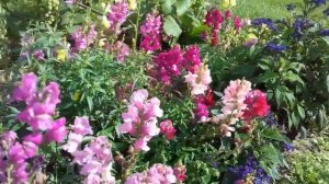 Львиный зев цветет!