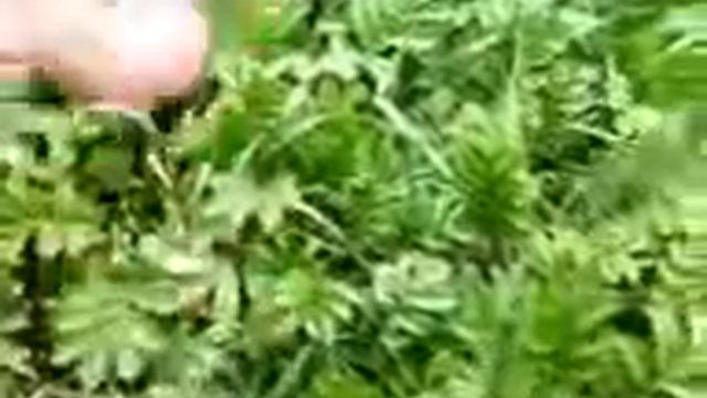 Воробушек,такой маленький=))