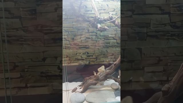 Бородатая агама Гена - обходит новые владения