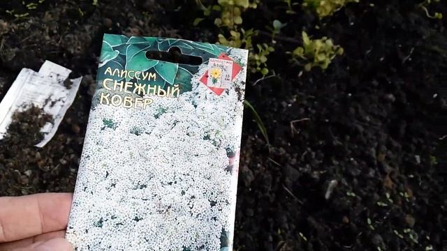 Картофельный крахмал для ягод смородины, бадан, первые всходы зеленых культур. смотреть онлайн