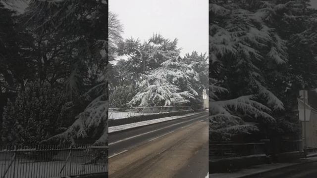 Cedar of Lebanon (Cedrus libani) - tree in the snow - March 2018 смотреть онлайн
