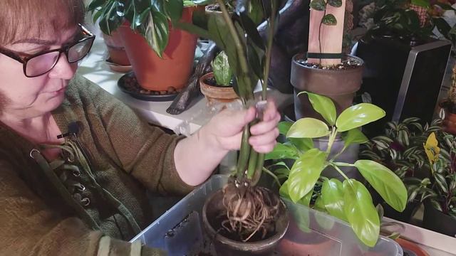 TRE ST GARDEROBSBLOMMOR ZAMIACALLA GRÖN, SVART OCH VARIERAD. KOLLA IN RÖTTERNA. смотреть онлайн