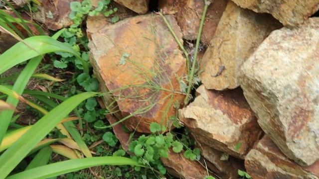 Альпийская горка ☘️ неприхотливые растения для горки в природном стиле. смотреть онлайн