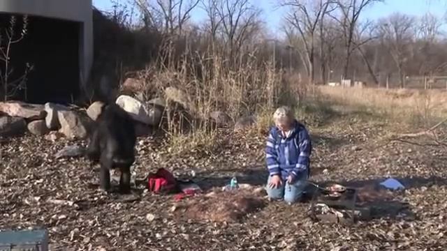 Kanzi, le bonobo qui sait faire du feu!.. смотреть онлайн