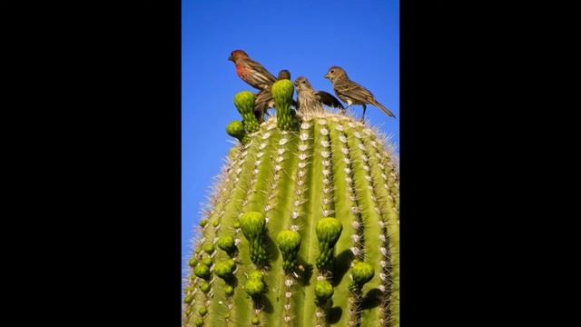 Самый большой кактус в мире !!! смотреть онлайн