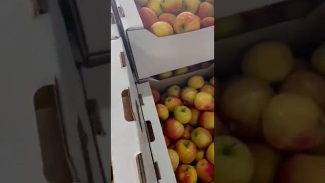 сорт Пинова. Яблоки оптом смотреть онлайн
