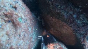 Подводная охота в черном море.                                            КАК ЕСТЬ.