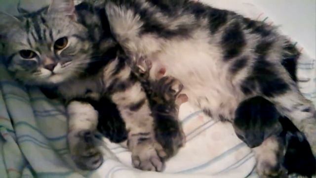 рождение котят смотреть онлайн