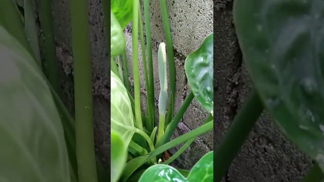 Alocasia Cucullata flowers blooming 🥰😍😍😍 смотреть онлайн