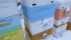 зимовка пчел на воле с открытым сетчатым дном , хороший результат в декабре по измерениям приборами