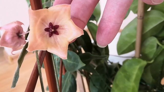 Канал на Яндекс-Дзен.Цветение хой- размер цветов.Цветут хойи Cinnamomifolia и Benguetensis ? смотреть онлайн