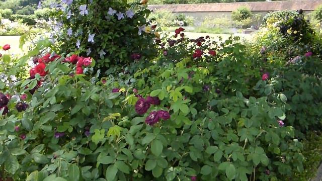 The Walled Garden At Cowdray - Midhurst - Kastala Blómagarður -  Enskur Grasagarður