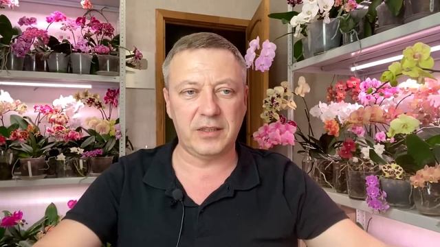 обман про орхидеи / ОРХИДЕЙНЫЕ БЛОГЕРЫ и СКЛОКИ / у кого орхидеи НЕ настоящие смотреть онлайн