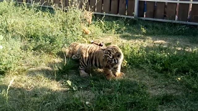 Барнаульский зоопарк показал прогулку львят и тигрят (видео 2) смотреть онлайн