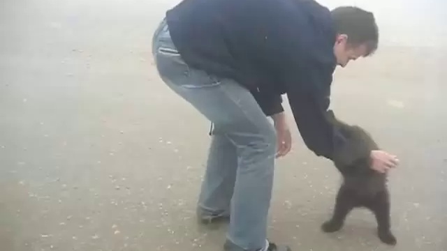 Прикольный медвежонок смотреть онлайн