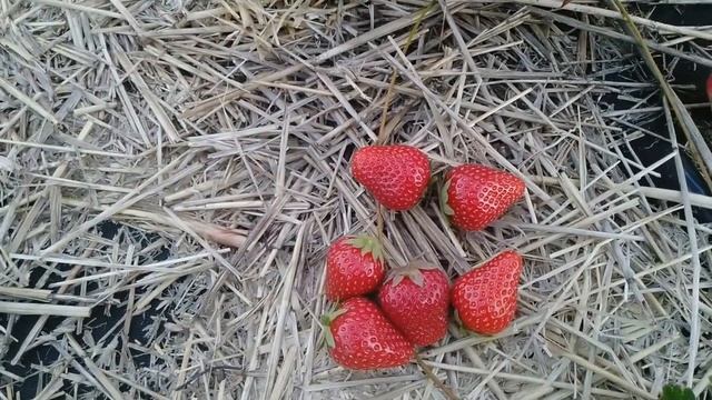 Клубника сорта Елезавета2 и Мальвина дигустация смотреть онлайн