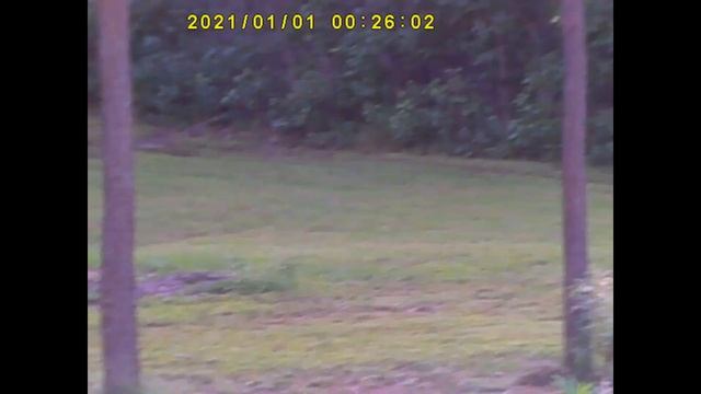 Bushnell Equinox X650 Digital Night Vision Monocular смотреть онлайн