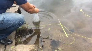 Зарыбление озера Осиновая Роща линями