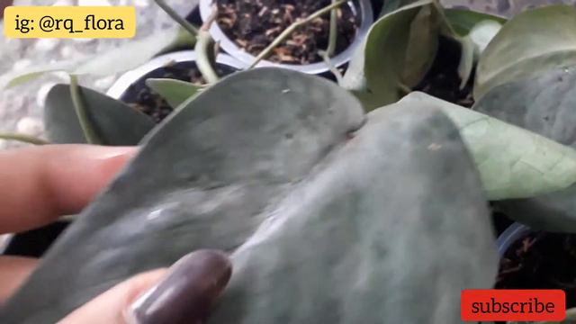 Scindapsus Silver Hero Or Scindapsus Silver Platinum