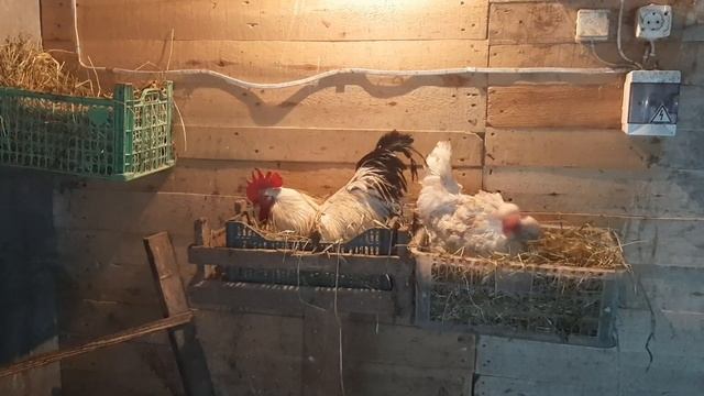 Не петух, а сплошное умиление! Смешной Семён! смотреть онлайн