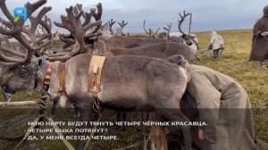 Жизнь и быт оленеводов на Ямале. Каслание и установка чума. Тундра. Крайний Север