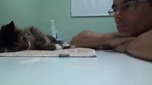 22 Year Old Maine Coon Cats Last Day Euthanasia(22х летний мейн-кун, последний день - эвтаназия)