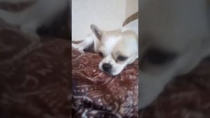 О беременности чихуахуа