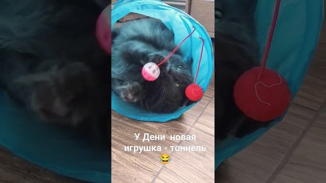 Новая игрушка Дени #ДенииЛори #нибелунг #nibelung #котики #нибелунгдени смотреть онлайн