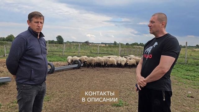 Скрещивание животных! Литовская Черноголовая и Суффолк! Особенности породы Суффолк! Овцеводство смотреть онлайн