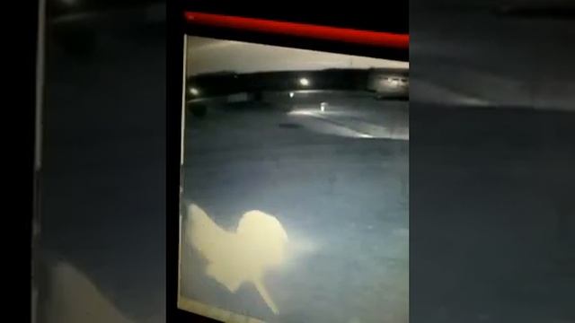 Летучая мышь перед видеокамерой смотреть онлайн