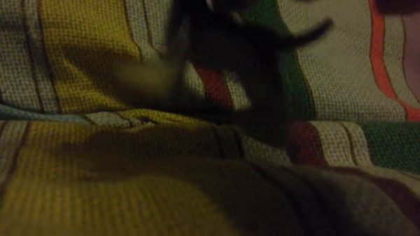 Новости я есть уже в viber