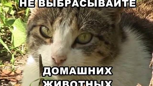 Ролик общества защиты животных смотреть онлайн