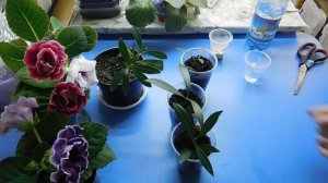 ОЛЕАНДР ! ВЫРАЩИВАНИЕ ИЗ ЧЕРЕНКА ! ПРОЩЕ ПРОСТОГО !