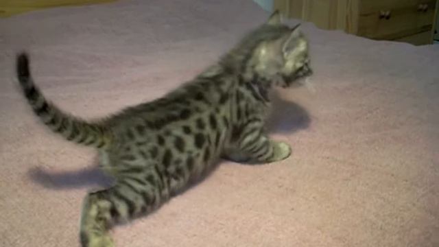 Бенгальский котик - BENGAL CAT  For SALE- Http://www.bensun.ru