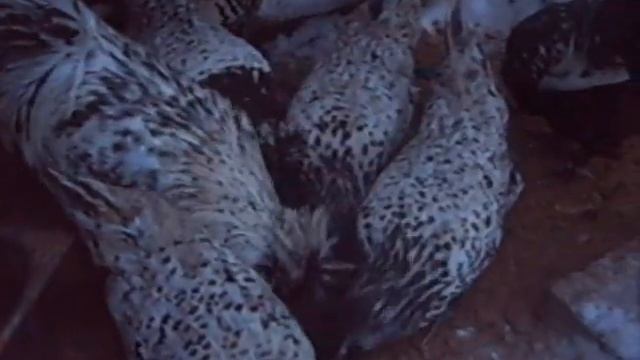 Павловские серебренные куры - красивейшая несушка смотреть онлайн